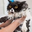 bathing-cat