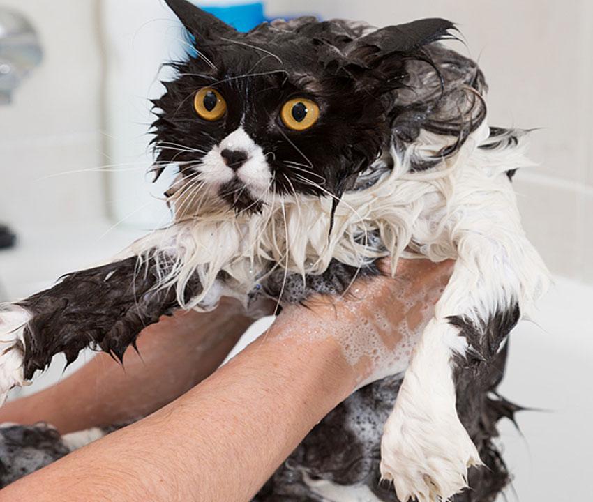 bathing a cat