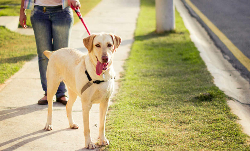 8 Safety Tips For Working Out With Your Dog -Ejournalz