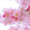 japanese-cherry-trees-324175__340