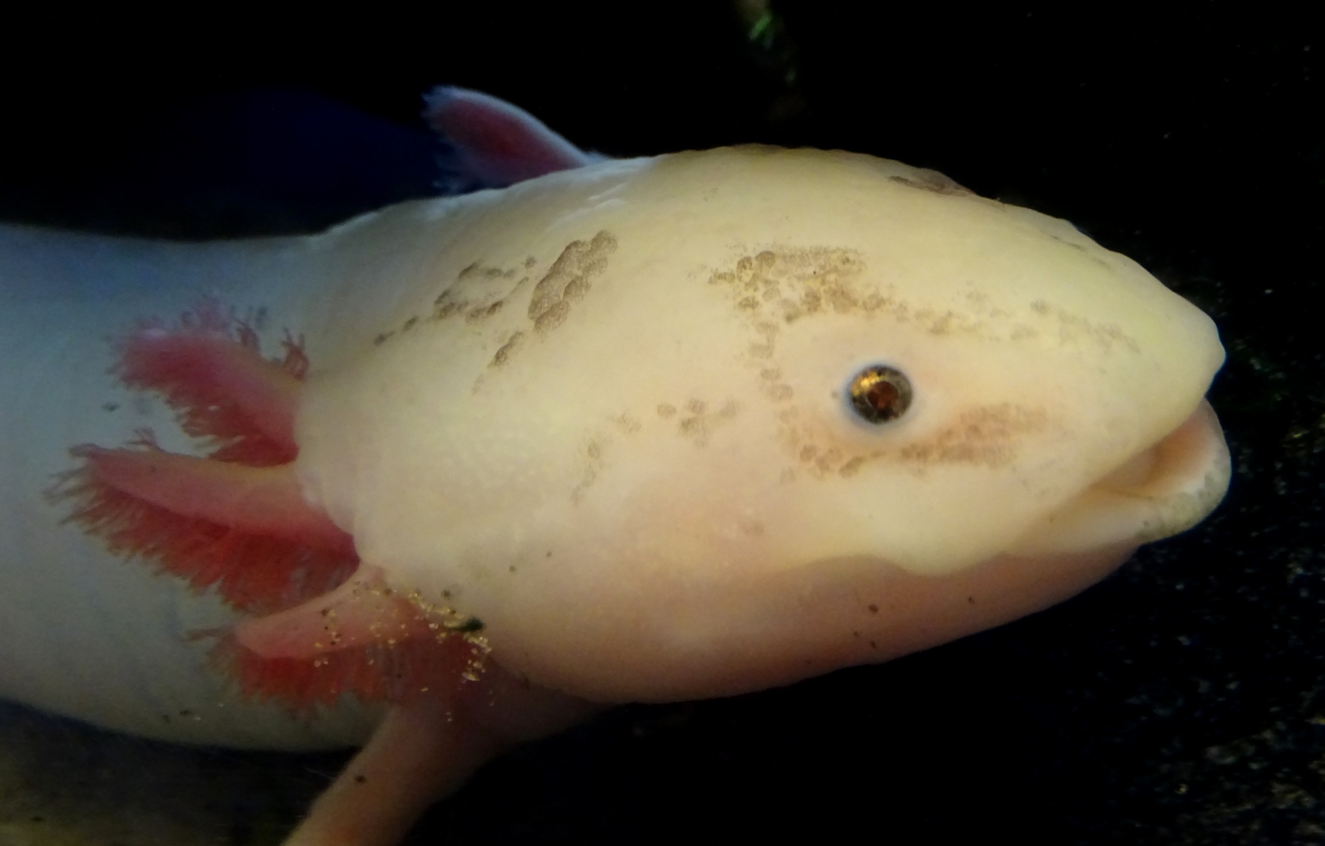 A Comprehensive Guide About Axolotl Care : Ejournalz