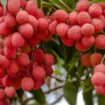 Can Litchi Help With Weight Loss