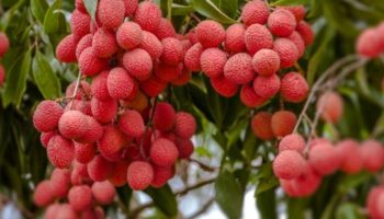 Can Litchi Help With Weight Loss