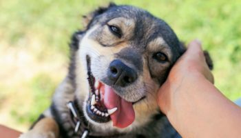 Three reasons why you should adopt a dog