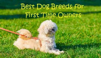 best dog breeds for first time owners
